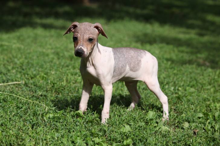 Photo American Hairless Terrier