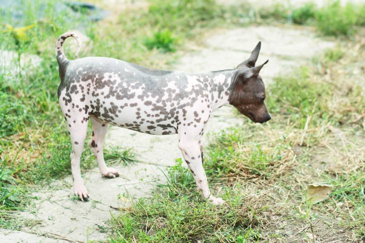 Photo American Hairless Terrier
