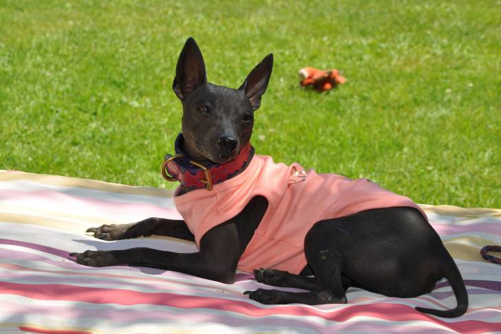 Un American Hairless Terrier sur une nappe dans le jardin