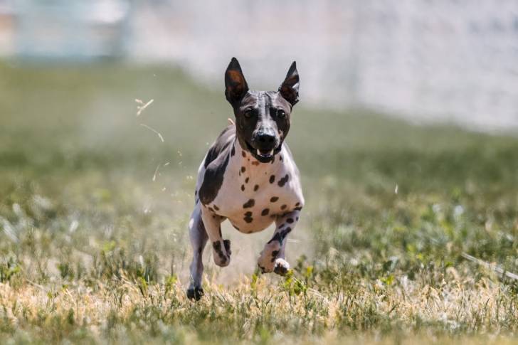 Un American Hairless Terrier court dans un parc