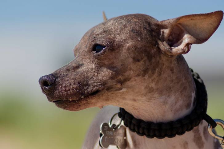 Tête d'un American Hairless Terrier