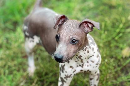 Un American Hairless Terrier dans l'herbe
