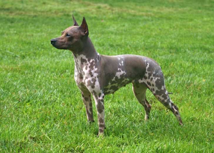 American Hairless Terrier - American Hairless Terrier