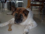 nikita - Akita Américain (13 ans)