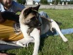 Digger - Akita Américain Mâle (3 ans)