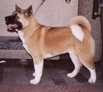 Sésame - Akita Américain (2 ans)