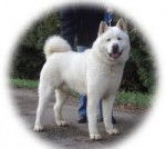 mila - Akita Américain (4 mois)