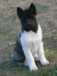 Zem - Akita Américain (2 ans)