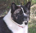 Akita Américain - Akita Américain