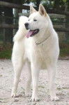 Akita Américain - Akita Américain