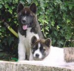 Akita Américain - Akita Américain