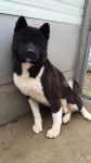 Akita - Akita Américain Mâle (2 ans)