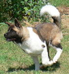 Yocegwen of wolf point - Akita Américain