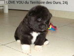 I love You du Territoire des Ours à 24 jours - Akita Américain