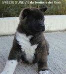 Ivresse d'une Vie Du Territoire des Ours - Akita Américain