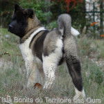 Isla Bonita du Territoire des Ours - Akita Américain