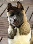 Beau portrait Isla Bonita - Akita Américain
