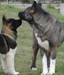 Isla Bonita et Country Dance - Akita Américain