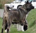 Country Dance du Territoire des Ours - Akita Américain