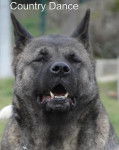 Country Dance du Territoire des Ours - Akita Américain