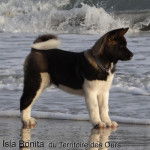 Isla Bonita du Territoire des Ours - Akita Américain