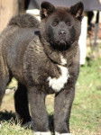 Holly du Territoire des Ours - Akita Américain