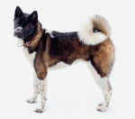 Photo Akita Américain