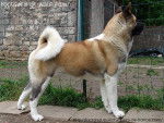 Yoci - Akita Américain (5 ans)