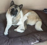 Enya - Akita Américain (6 ans)