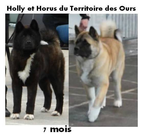 Holly et Horus du Territoire des Ours 7 mois - Akita Américain (7 mois)