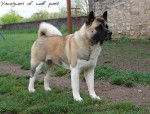 Yocegwen of wolf point - Akita Américain - Akita Américain