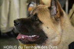 AKITA AMÉRICAIN HORUS DU TERRITOIRE DES OURS - Akita Américain