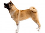 Un Akita Américain en position statique sur fond blanc