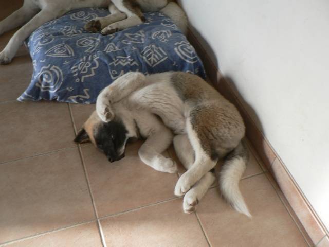Digger bébé - Akita Américain Mâle (3 ans)