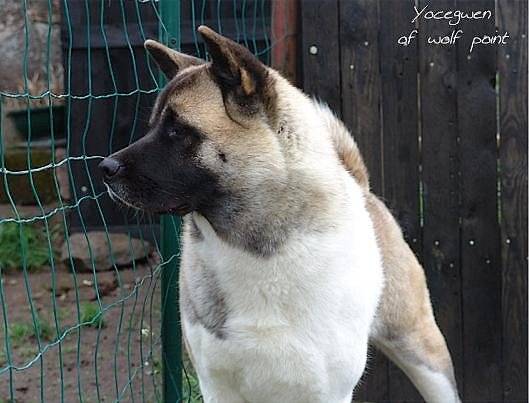 Yocegwen of wolf point - Femelle Akita Américain - Akita Américain
