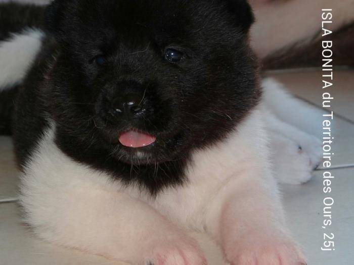 Isla Bonita du territoire des Ours 25 jours - Akita Américain