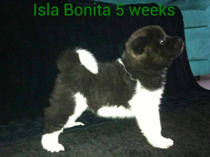 Isla Bonita du Territoire des Ours - Akita Américain