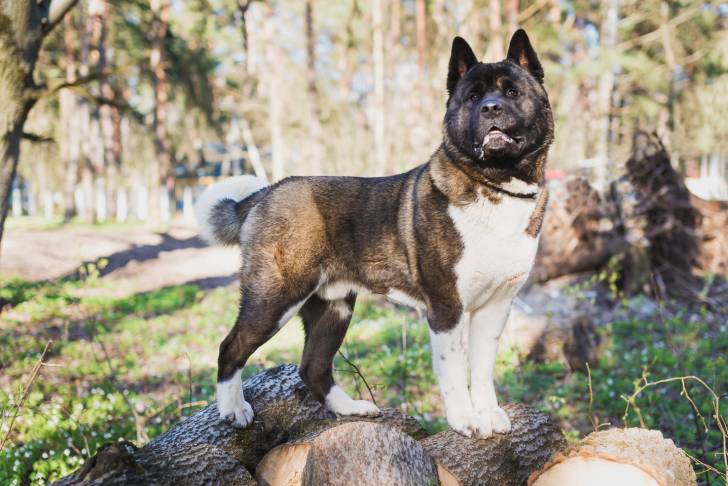 Photo Akita Américain