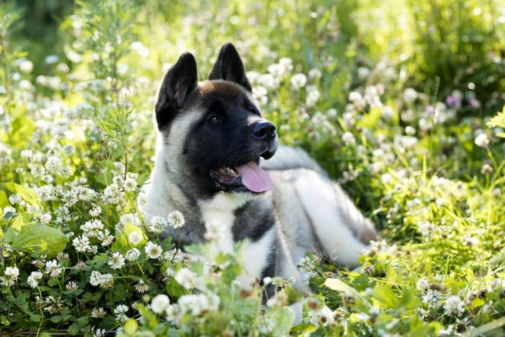 Photo Akita Américain