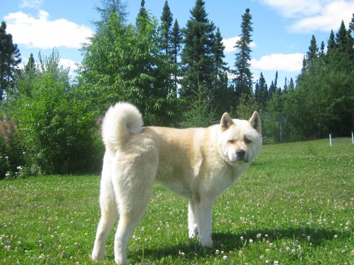 L’Akita Américain