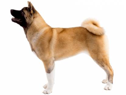 Un Akita Américain en position statique sur fond blanc