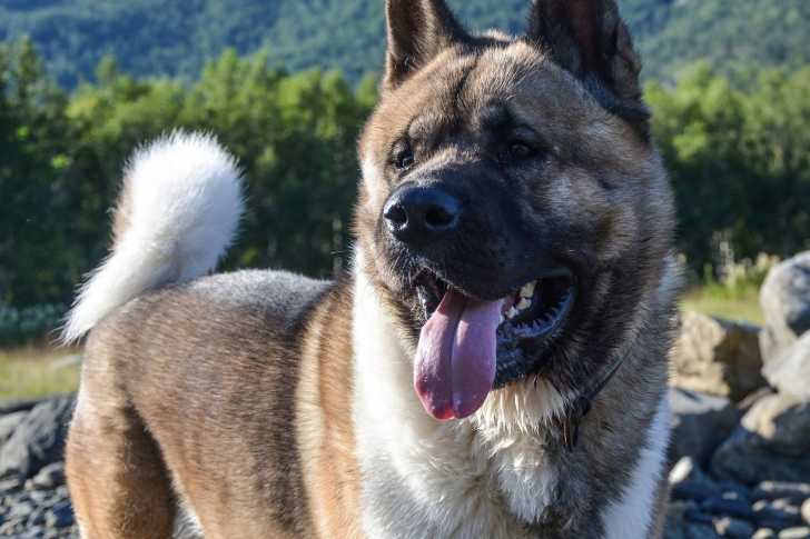 Photo Akita Américain