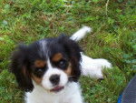 dina - Cavalier King Charles Spaniel (1 an)