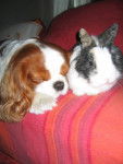 Berlioz & Grisous - Cavalier King Charles Spaniel Mâle (3 ans)