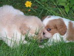 pilou - Cavalier King Charles Spaniel (2 mois)