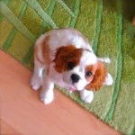 Mylee - Cavalier King Charles Spaniel (2 ans)