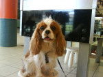 Elena - Cavalier King Charles Spaniel (1 an)