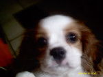 Elfie - Cavalier King Charles Spaniel (4 mois)