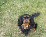 floyd - Cavalier King Charles Spaniel Mâle (2 ans)