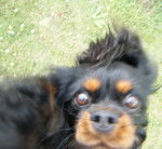 floyd - Cavalier King Charles Spaniel Mâle (2 ans)